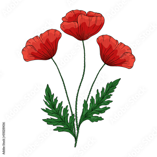 Fototapeta Naklejka Na Ścianę i Meble -  Summer bouquet with red poppy flower. Papaver. Green stems and leaf. Set of elements for design. Hand drawn vector illustration. Isolated on white background.