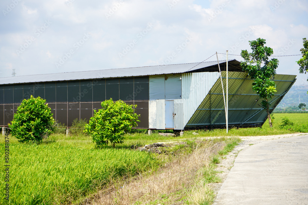 A large and spacious chicken coop building located in the middle of rice fields far from residential areas in Pati, Central Java, Indonesia. A large and spacious chicken coop building located in the middle of rice fields far from residential areas in Pati, Central Java, Indonesia.