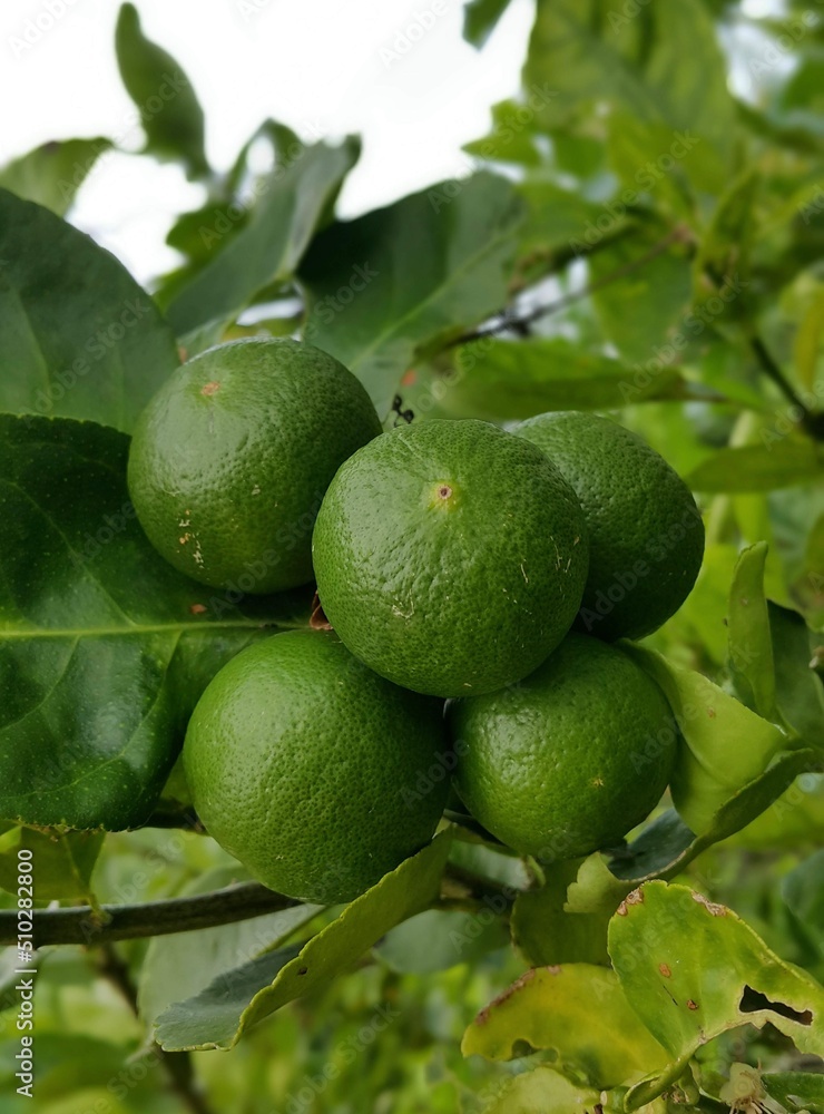 limes on the tree blurred