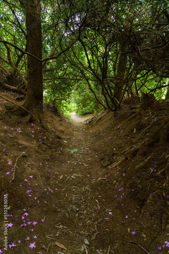 path in the woods path in the woods