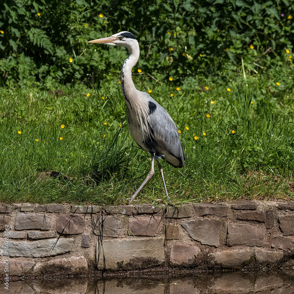 Fototapeta premium Grey Heron