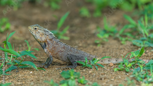 The crested iguana stalks prey