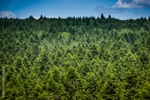 a spruce forest, Skole Beskids National Nature Park, Ukraine