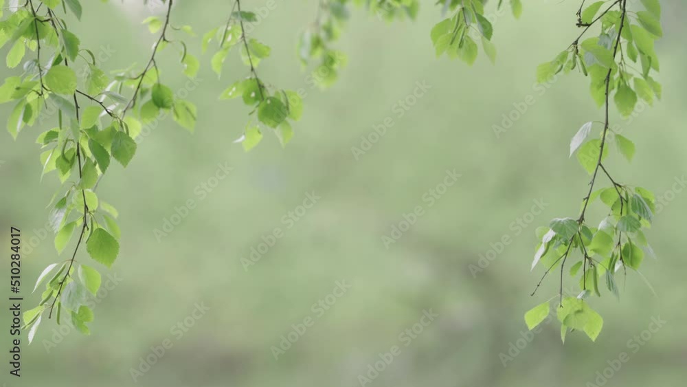 Slow motion fresh birch leaves on branches closeup Slow motion fresh birch leaves on branches closeup