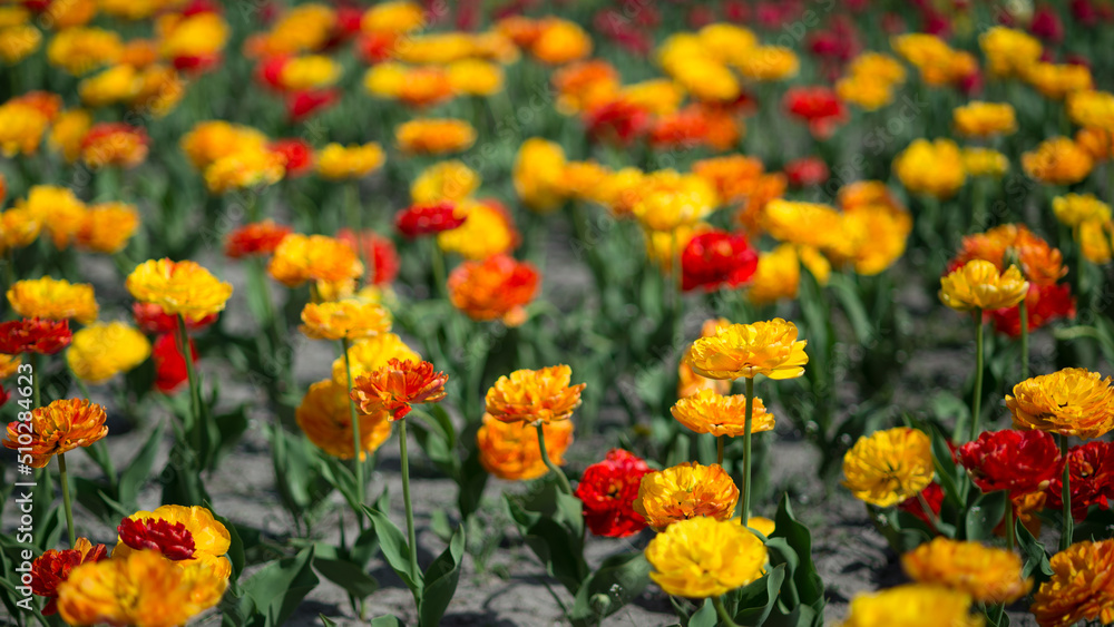 Yellow and red tulips in close-up on a flower bed on a bright sunny morning. Background. Selective focus