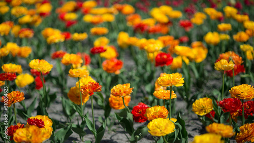 Yellow and red tulips in close-up on a flower bed on a bright sunny morning. Background. Selective focus © Roman