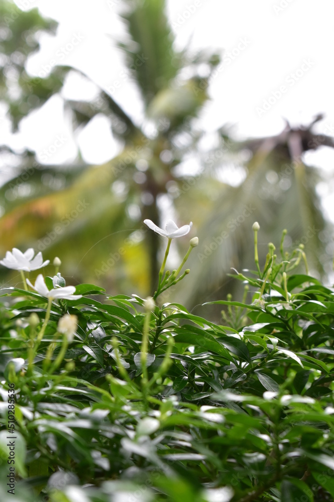 Thailand - Blumen - Pflanzen - Strand - Dschungel Thailand - Blumen - Pflanzen - Strand - Dschungel