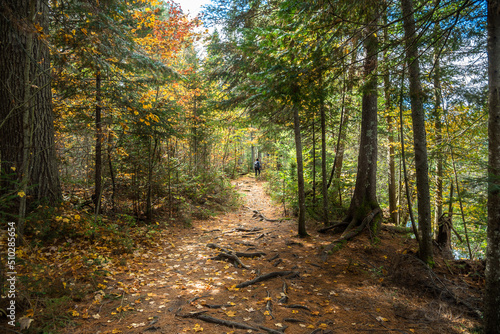 Bild auf Leinwand Lonely woman hiker on a forest trail in autumn