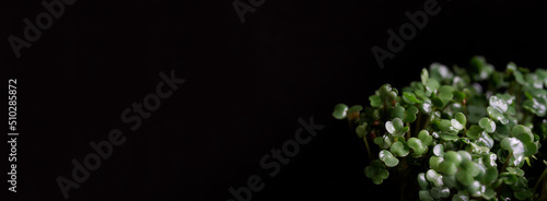 Wet green sprouts of arugula six days after sowing seeds in a nutrient medium. Germination of plant seeds. Hydroponics. Black background. Copy space. Web banner. Selective focus.