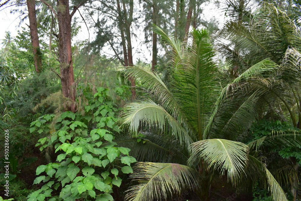 Thailand - Blumen - Pflanzen - Strand - Dschungel Thailand - Blumen - Pflanzen - Strand - Dschungel