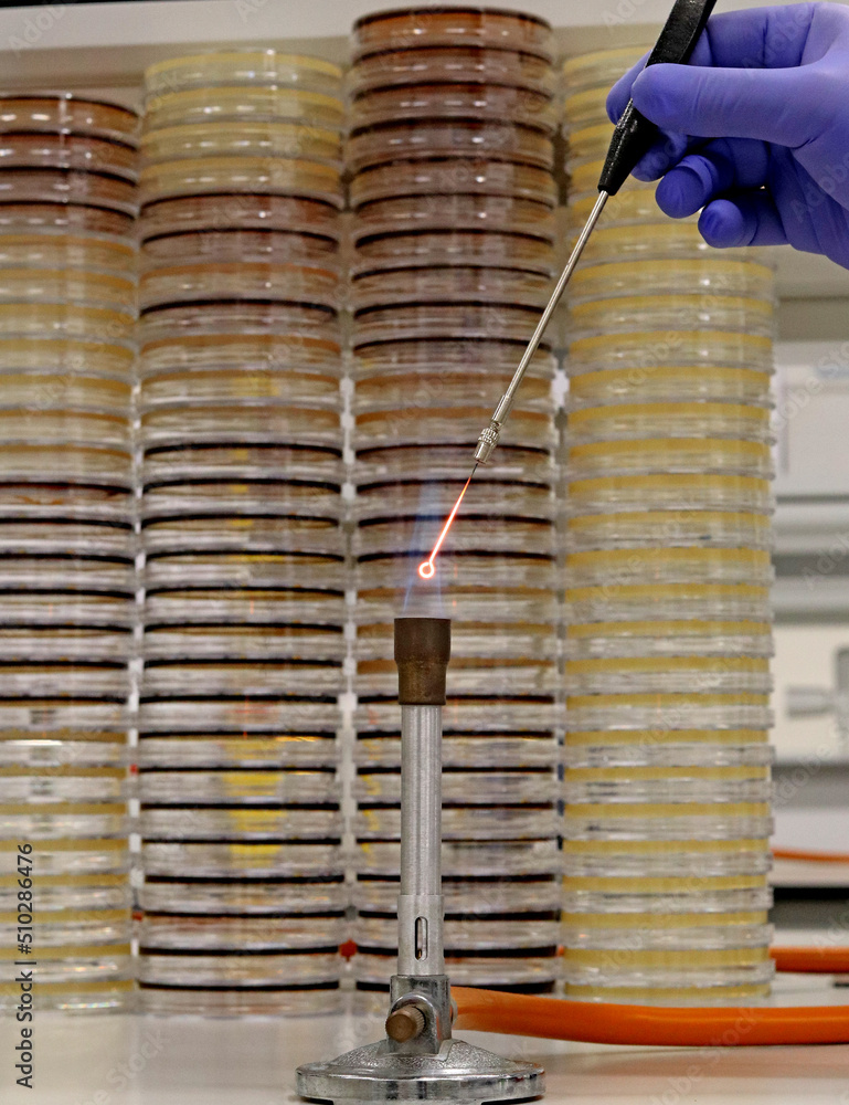 Microbiological culture technique. Doctor or researcher incinerating a