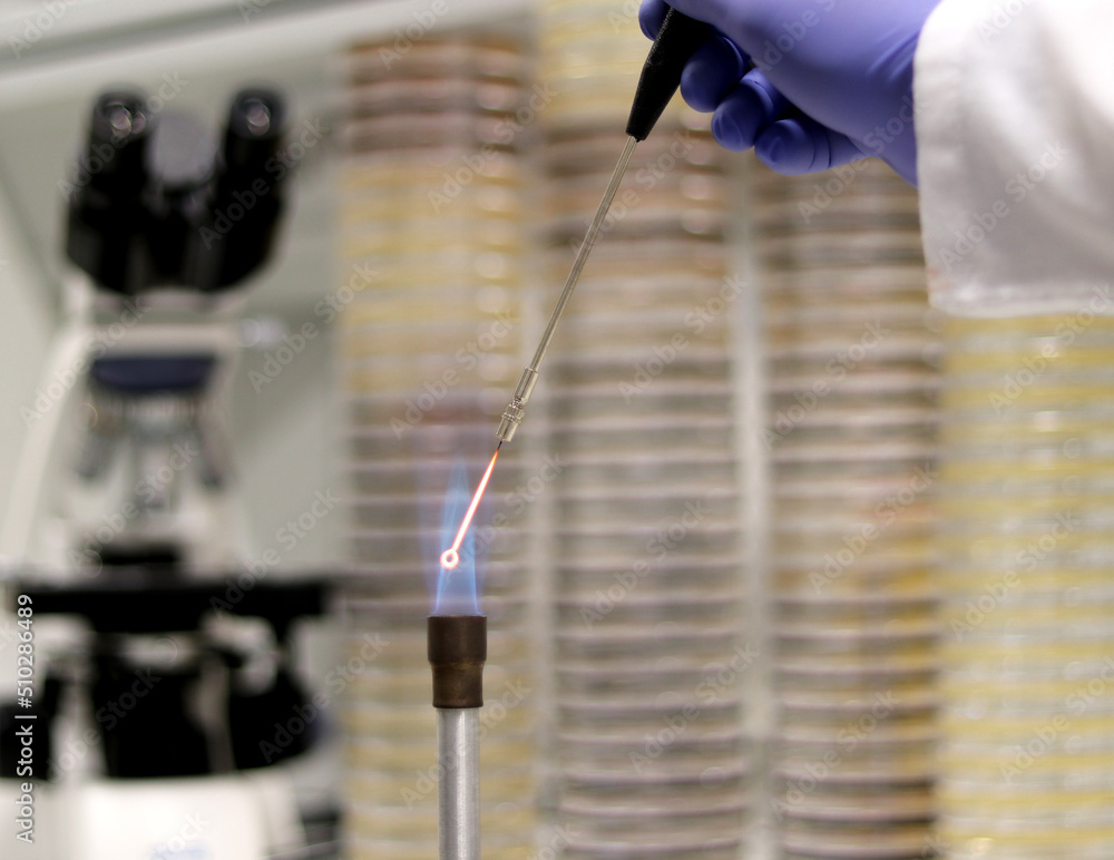 Microbiological culture technique. Doctor or researcher incinerating a