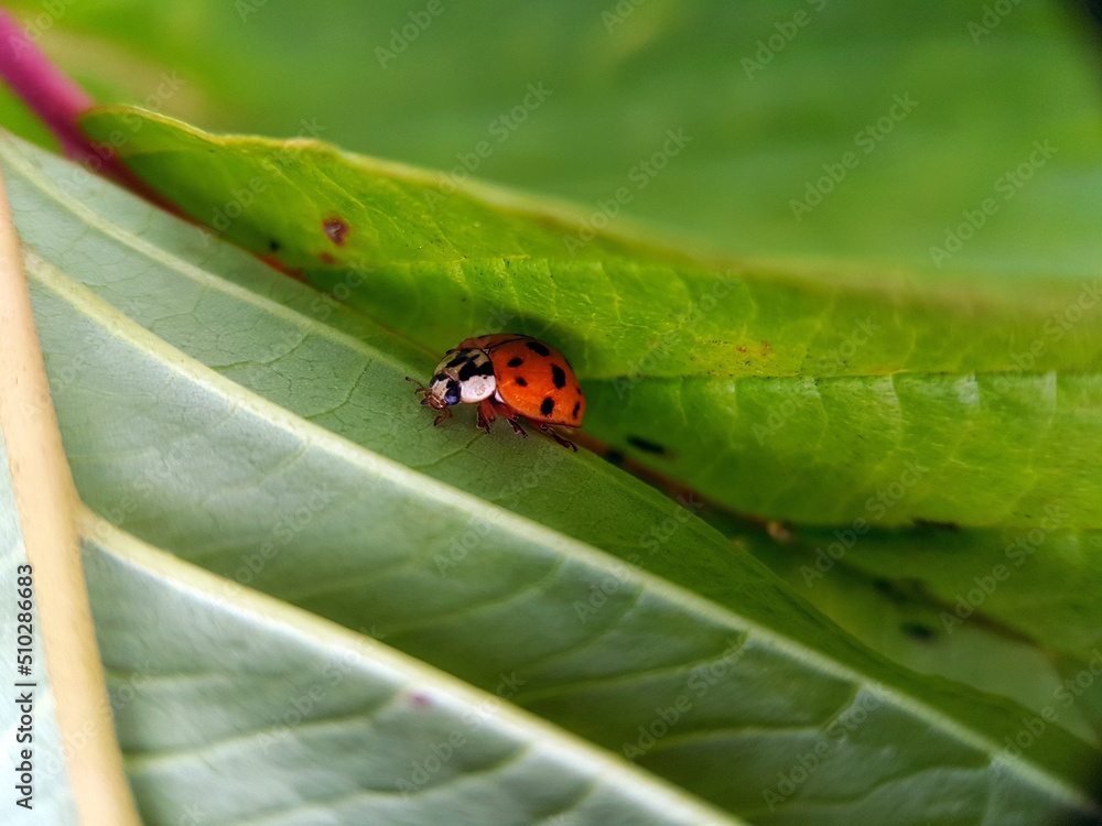ladybird on a leaf ladybird on a leaf