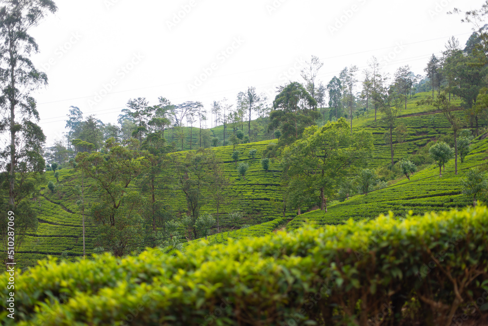 Tea Estate Landscape Sri Lanka