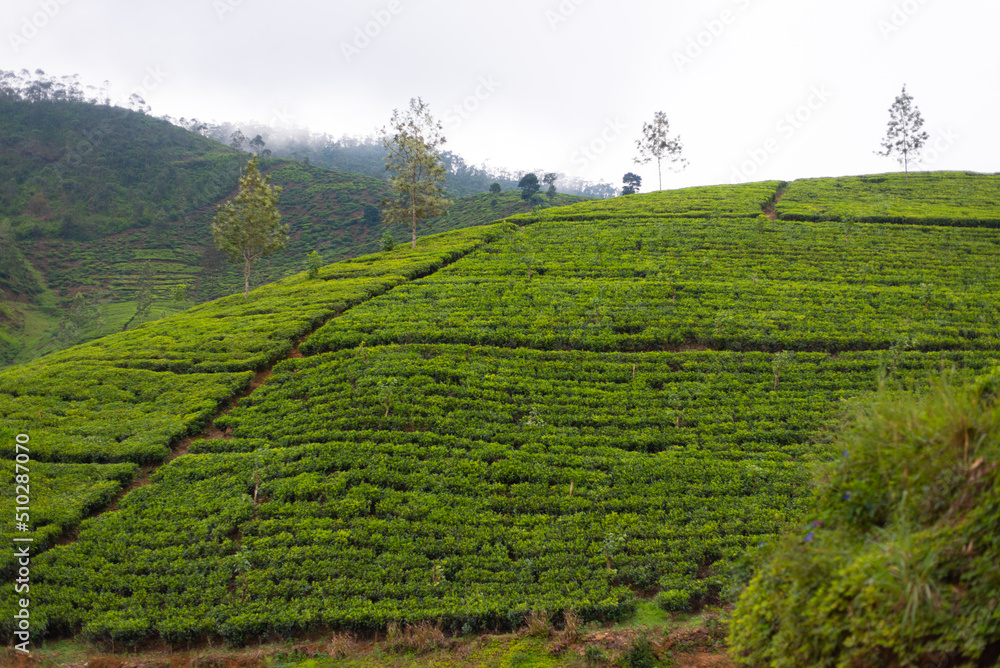 Tea Estate Landscape Sri Lanka