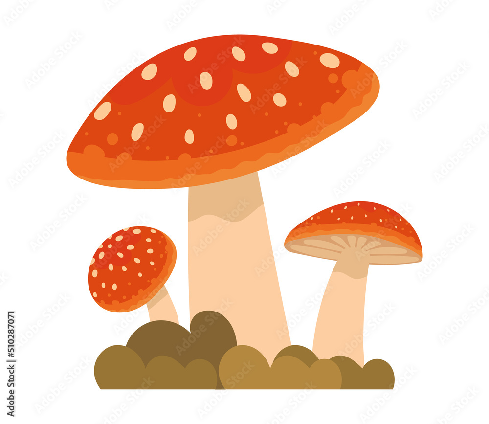 autumn mushroom and grass autumn mushroom and grass