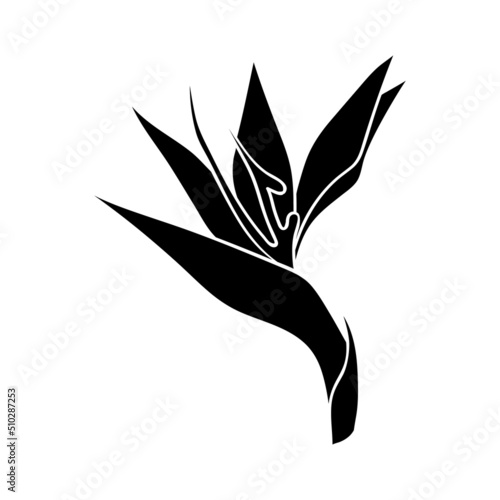 Strelitzia flower or bird of paradise flower silhouette. A simple bud of a tropical flower. botanical pattern photo