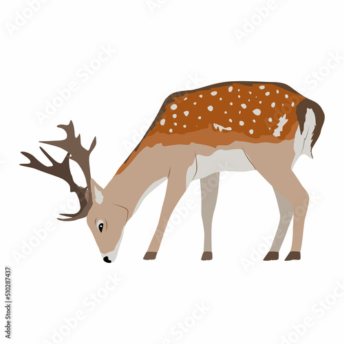 European fallow deer with inclined head. Realistic vector forest animal