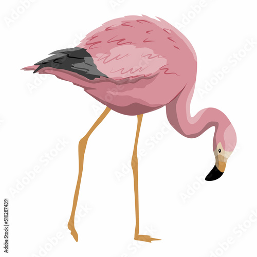 Pink flamingo Anser caerulescens tilted his head. Birds of Africa and South America. realistic vector animal photo