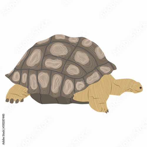 Aldabra giant tortoise. Realistic vector animal reptile