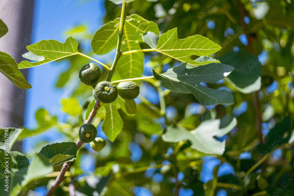Green unripe figs fruits on the branch of a fig tree or sycamine with plant leaves in sunny summer day. Green unripe figs fruits on the branch of a fig tree or sycamine with plant leaves in sunny summer day.