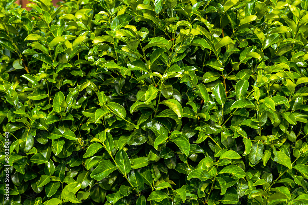 Stunning view of some Cherry Laurel leaves forming a natural background. Cherry Laurel (Prunus laurocerasus 'Rotundifolia') is one of the most versatile hedging species.
