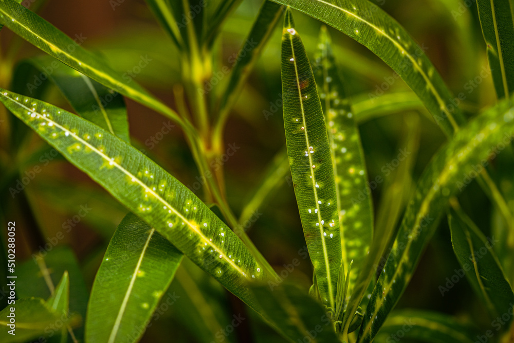 Obraz premium Disease on oleander leaves, plant needs treatment