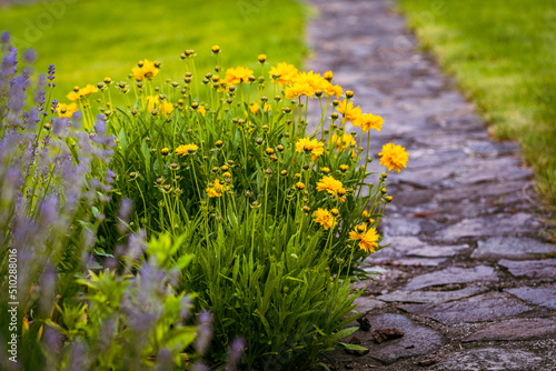 yellow coloured coreopsis flowers in the spring garden, Lance-leaved coreopsis, a North American species of tickseed in the sunflower family photo