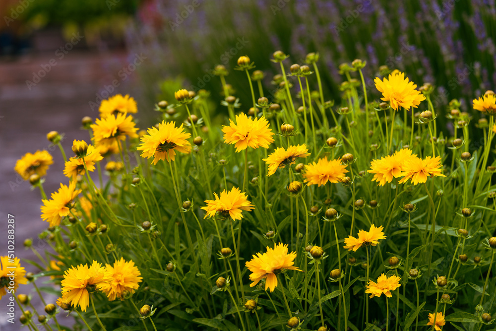 yellow coloured coreopsis flowers in the spring garden, Lance-leaved coreopsis, a North American species of tickseed in the sunflower family yellow coloured coreopsis flowers in the spring garden, Lance-leaved coreopsis, a North American species of tickseed in the sunflower family