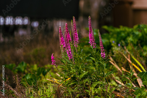 Light pink spiked speedwells, Veronica spicata, blooming in a garden photo