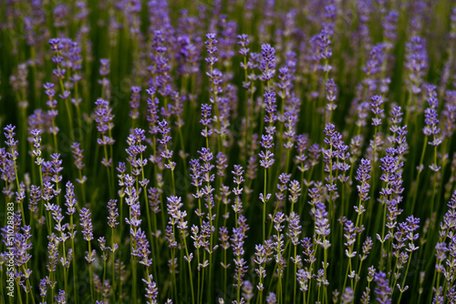 Lavender in the summer garden  Closeup of flowers of lavender Lavandula angustifolia growing in a garden in summer