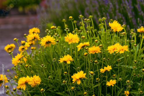 yellow coloured coreopsis flowers in the spring garden, Lance-leaved coreopsis, a North American species of tickseed in the sunflower family