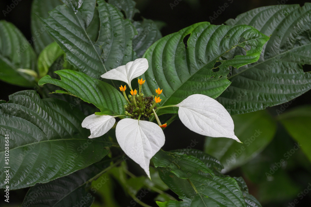 The white flowers of the forest. this photo was taken from Chittagong,Bangladesh The white flowers of the forest. this photo was taken from Chittagong,Bangladesh