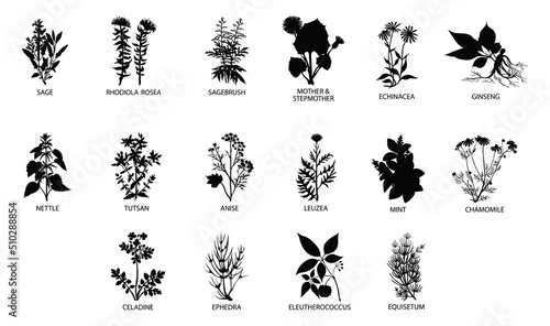 Medicinal herbs set Silhouettes premium vector templates © Design Stock