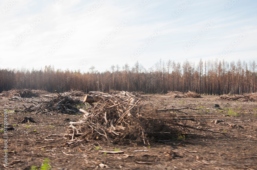 Young trees burned down in a forest fire Young trees burned down in a forest fire