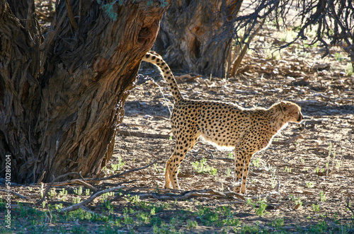 Cheetah scent marking a tree with urine in the Kgalagadi