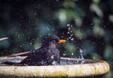 Close Up of Male Blackbird Splashing in Bird Bath with Flying Water Droplets