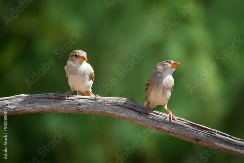 robin on a branch © Carlos