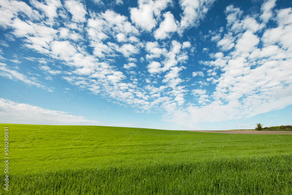 Obraz premium Green Field and Beautiful Sunset