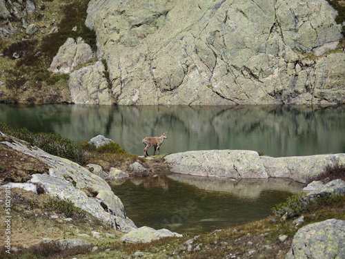 Bouquetin au bord d'un lac dans les alpes, lac, rochers