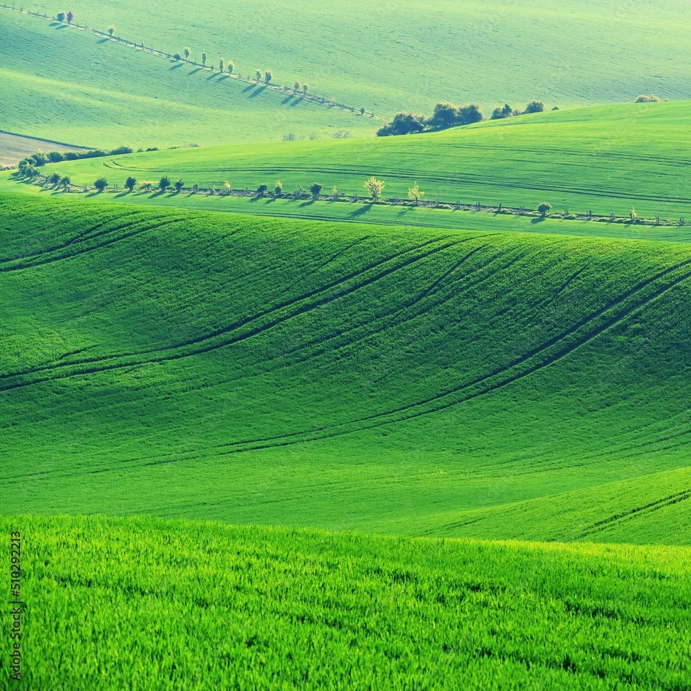 Obraz premium Beautiful landscape with spring nature. Waves on the field. South Moravia - Moravian Tuscany - Czech Republic Europe..