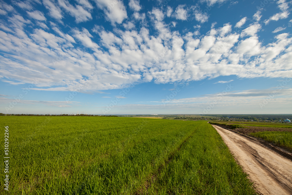 Fototapeta premium Green Field and Beautiful Sunset