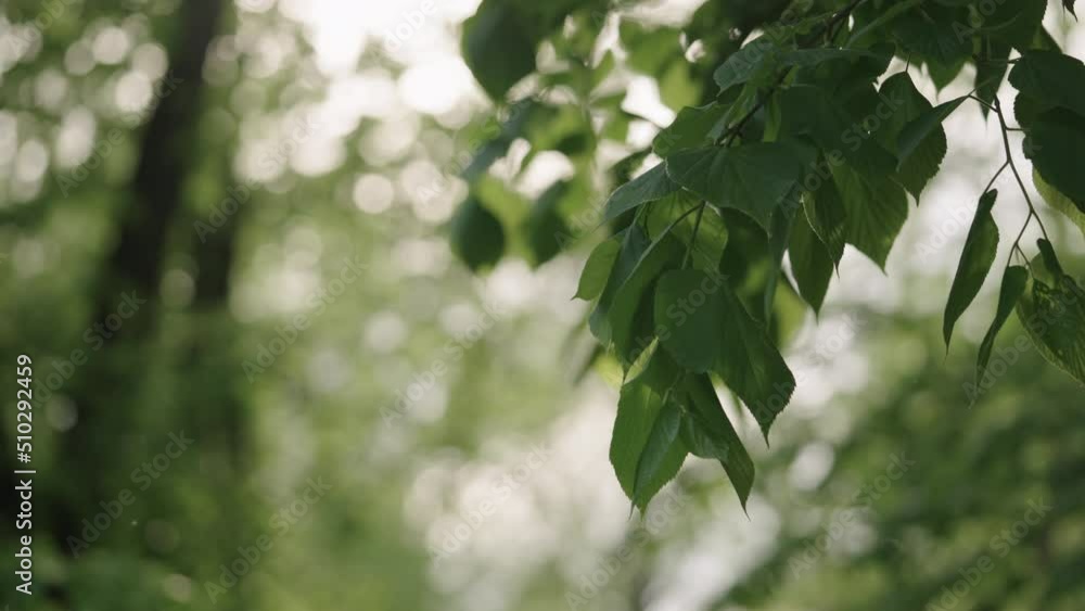 Slow motion handheld shot of linden leaves on abranches closeup Slow motion handheld shot of linden leaves on abranches closeup