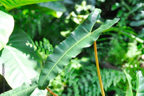 Obraz na plátne Philodendron billietiae Croat, Philodendron plant