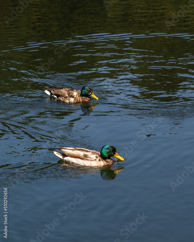 Un par de patos en el Lago de la Barranca photo