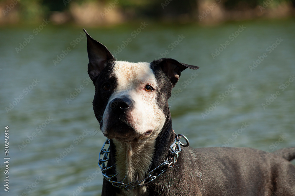 a close-up photo of a portrait of a pit bull dog standing against the background of a lake looking into the camera