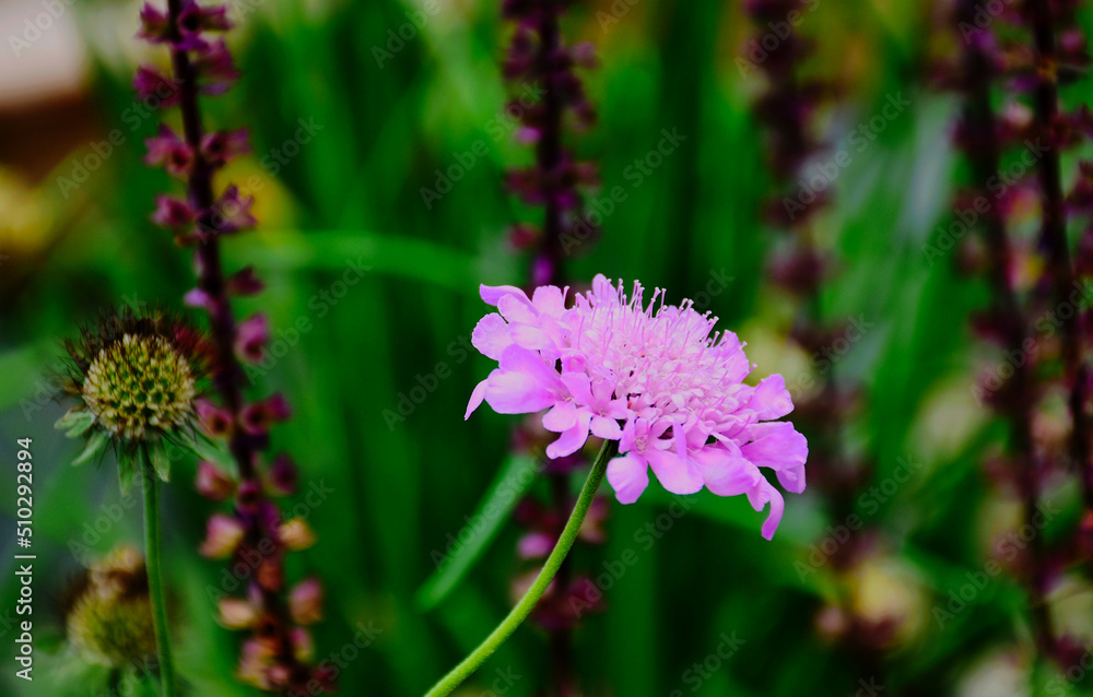 small pink Pigeon's scabious flower with blurred lush green background. Scabiosa columbaria. beauty in nature. summer scene. gardening concpt. perrenial flower. selective focus. soft purple sage. small pink Pigeon's scabious flower with blurred lush green background. Scabiosa columbaria. beauty in nature. summer scene. gardening concpt. perrenial flower. selective focus. soft purple sage.