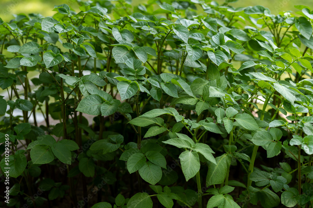 green leaves in the garden