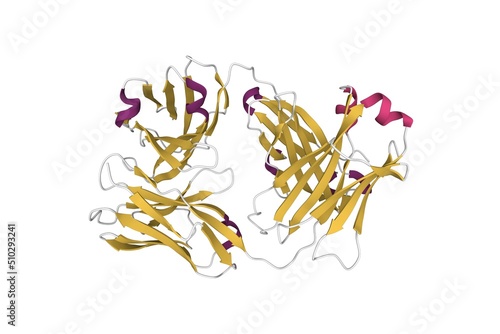 Structure of the Fab region of cetuximab, an anticancer drug. 3D cartoon model, secondary structure color scheme, PDB 5sx4, white background photo