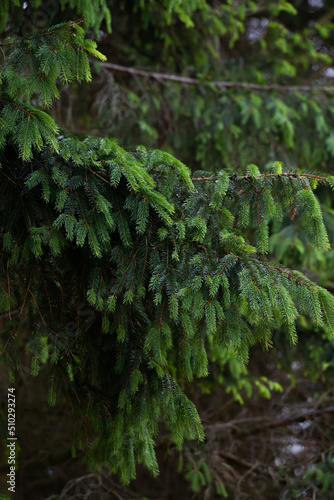 fir cedar pine alpine closeup tree evergreen 